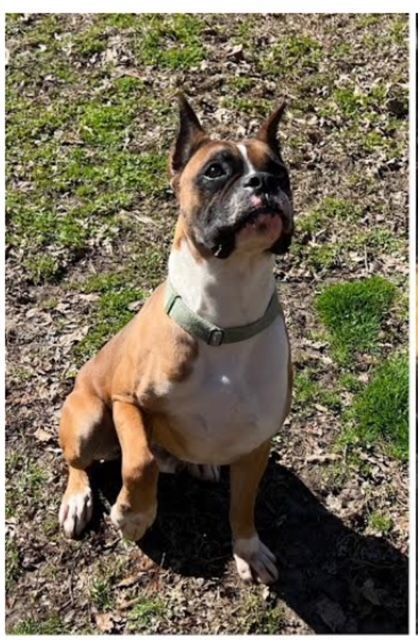 Sugar - Foster Needed