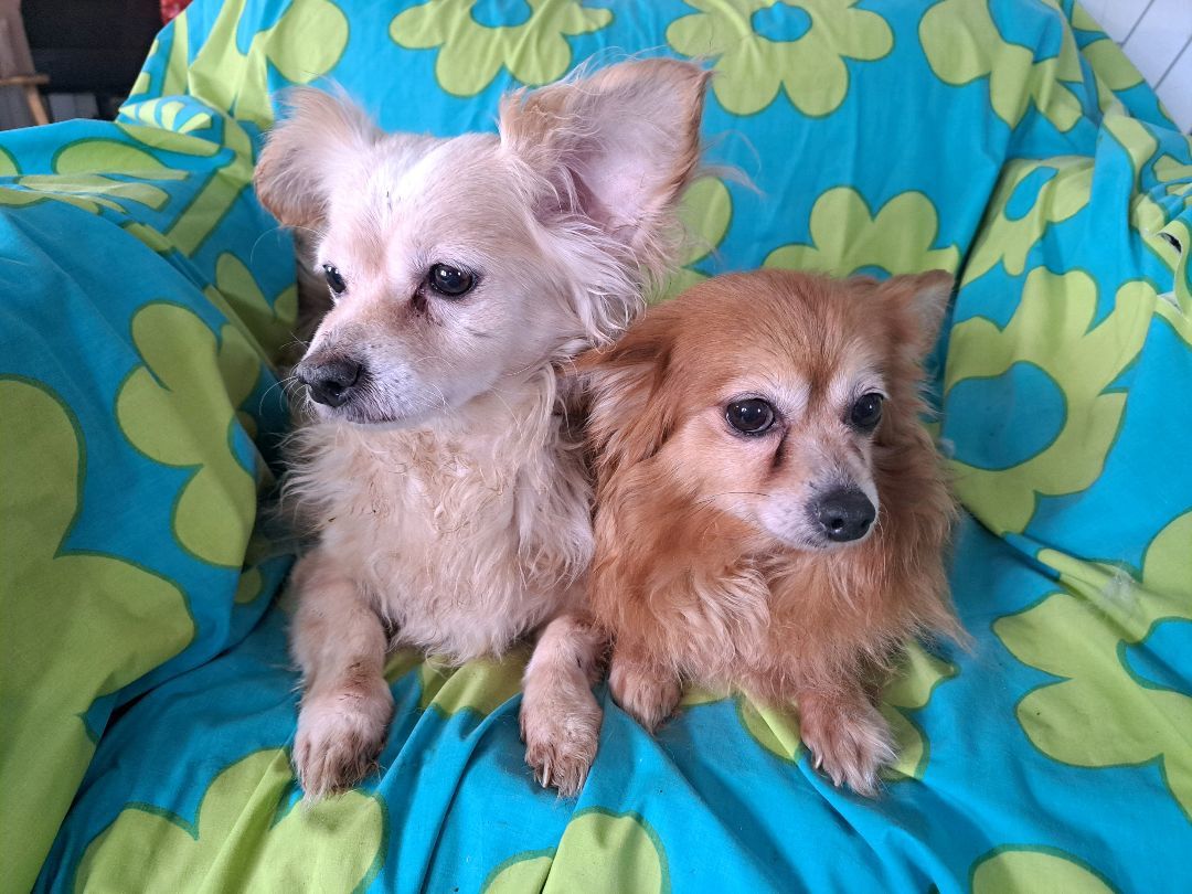 Margo AND Victoria - A Bonded Pair of Long Hair Chihuahua (s)