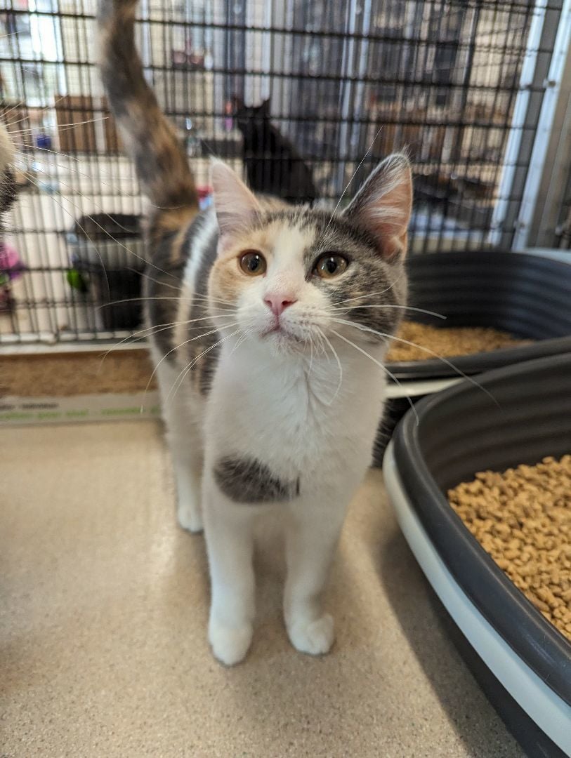 Mariposa- Secret Admirer 