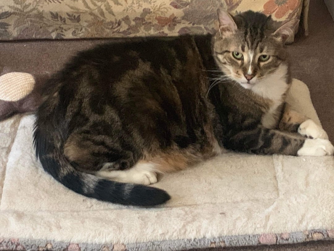 MOWGLI from Massachusetts