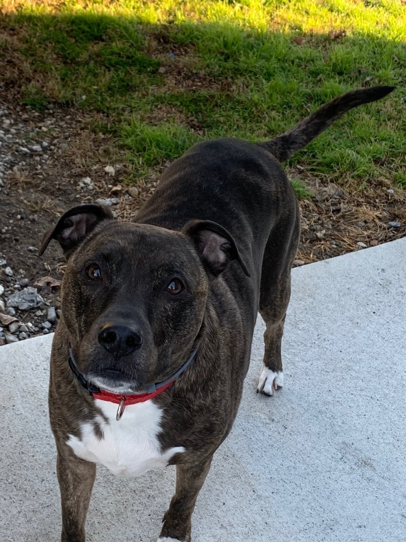 Nova: Catches a Frisbee Mid Air