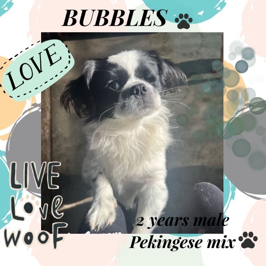BUBBLES - 2 YEAR PEKINGESE MIX MALE PETCO, 5011 E. RAY ROAD, PHOENIX 85044 SATURDAY, MARCH 2, 11 - 2