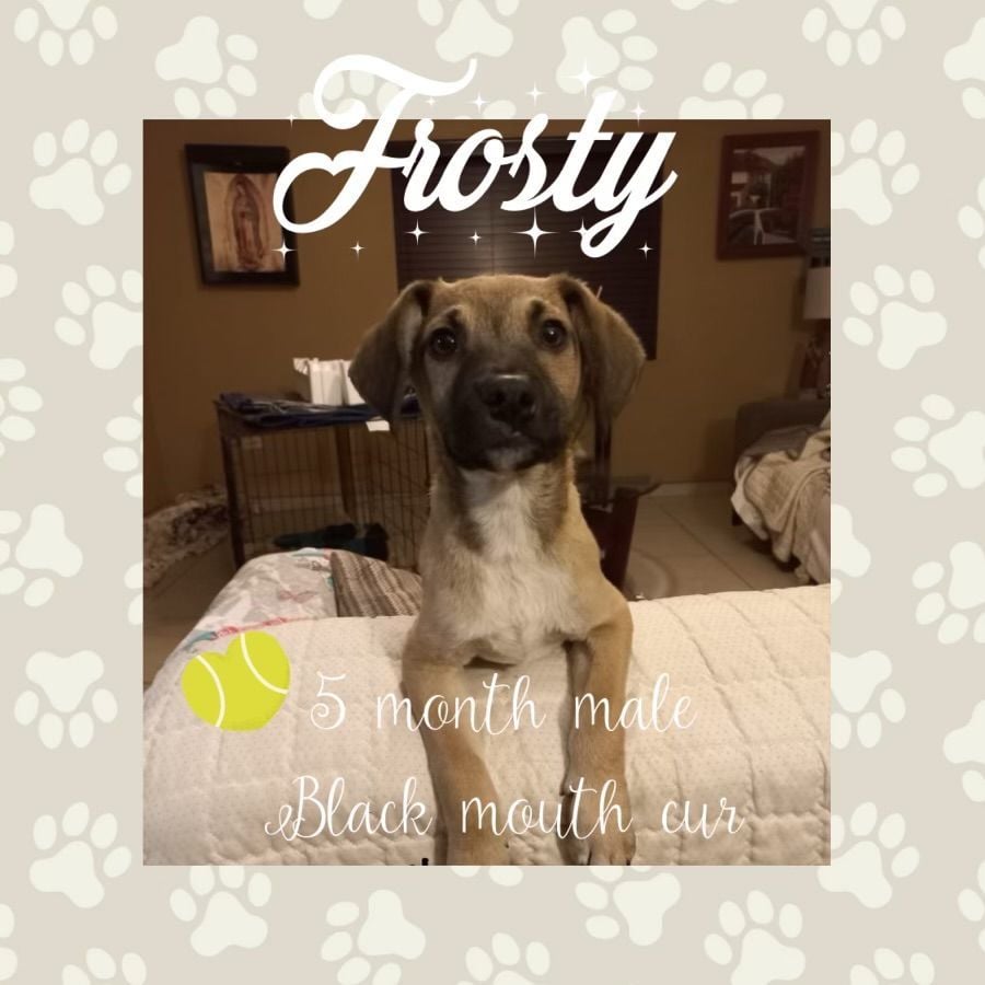 FROSTY - 5 MONTH BLACK MOUTH CUR MIX MALE PETCO, 5011 E. RAY ROAD, PHOENIX 85044 SATURDAY, MARCH 2, 11 - 2