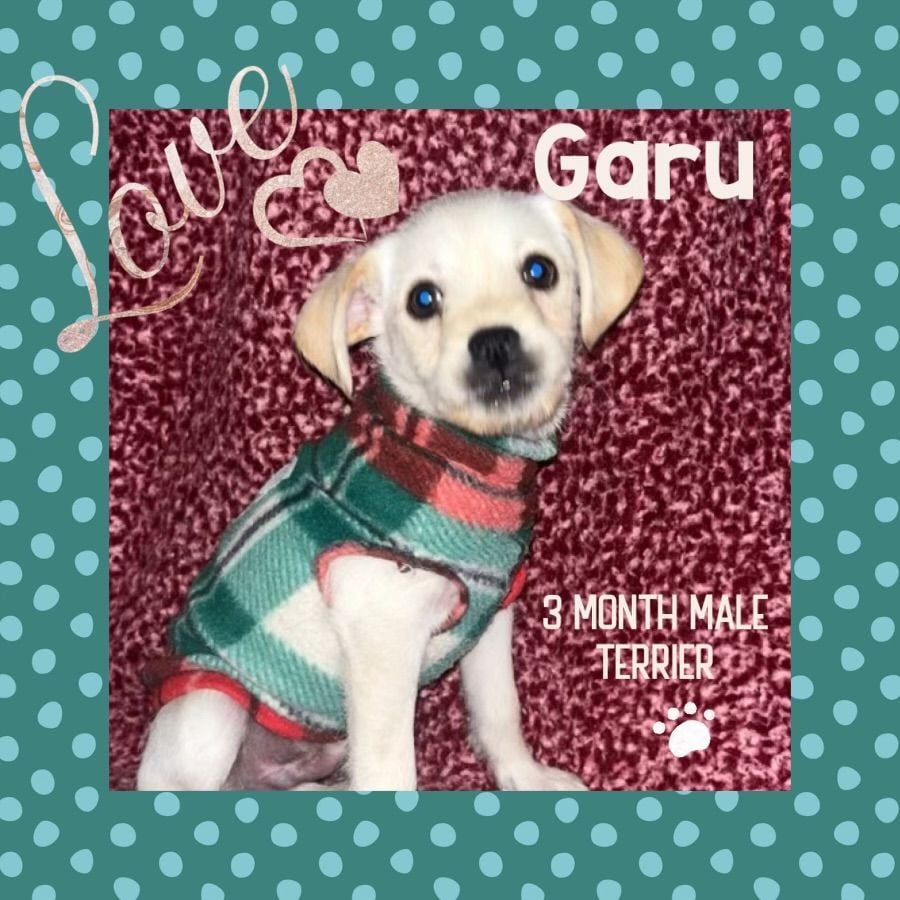 GARU - 3 MONTH TERRIER MIX MALE PETCO, 5011 E. RAY ROAD, PHOENIX 85044 SATURDAY, MARCH 2, 11 - 2