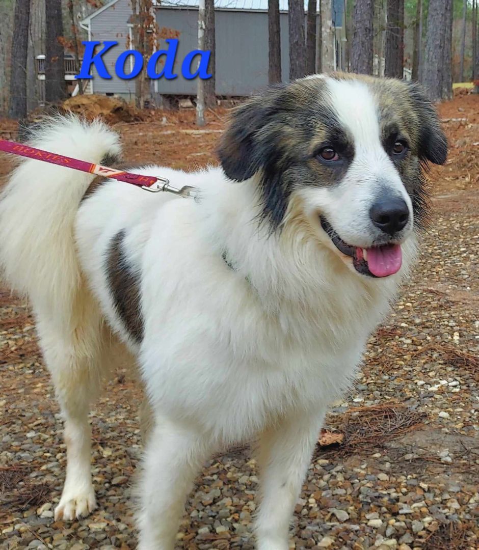 Koda