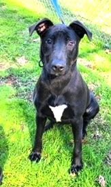 Sadie Glorious Little Puppy Great Family Doggie 6 months old