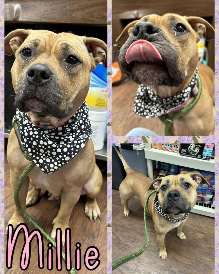 Millie