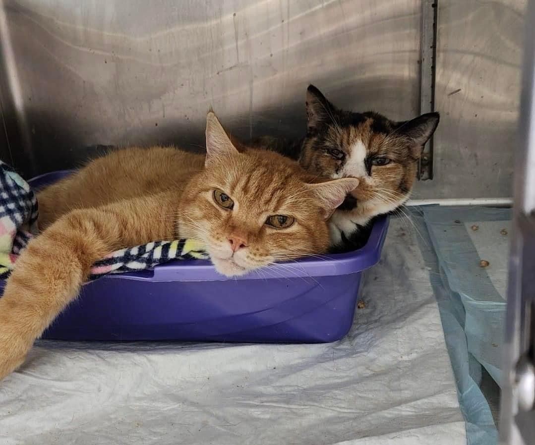 Lemon and Mango (bonded) (3)