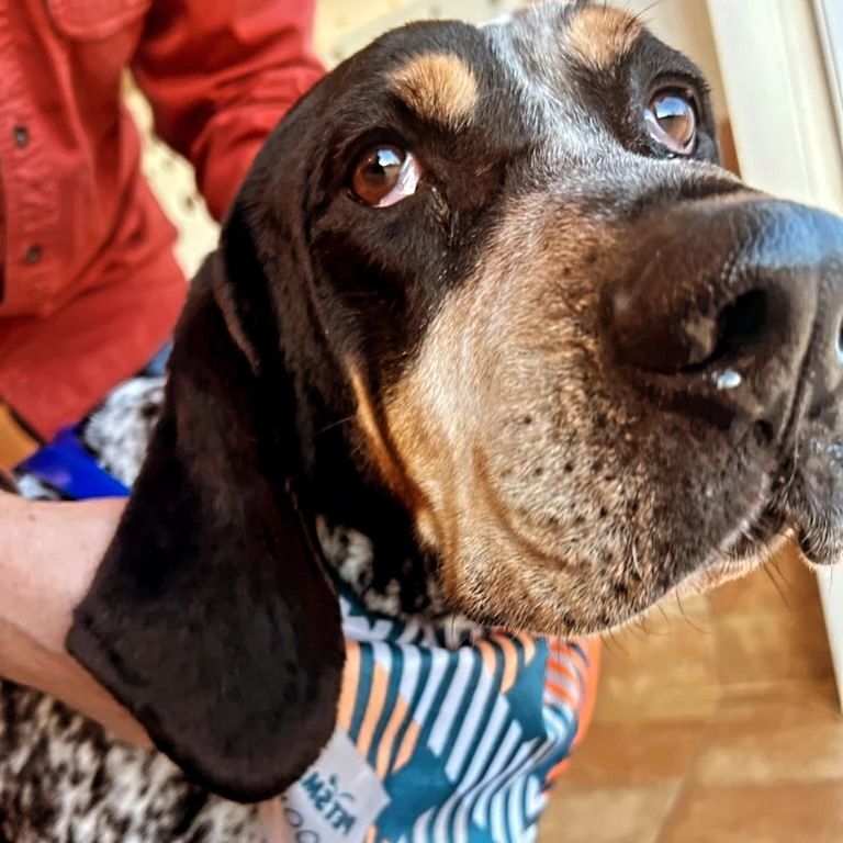 Chief (Dog, Cat & Kid Friendly!)