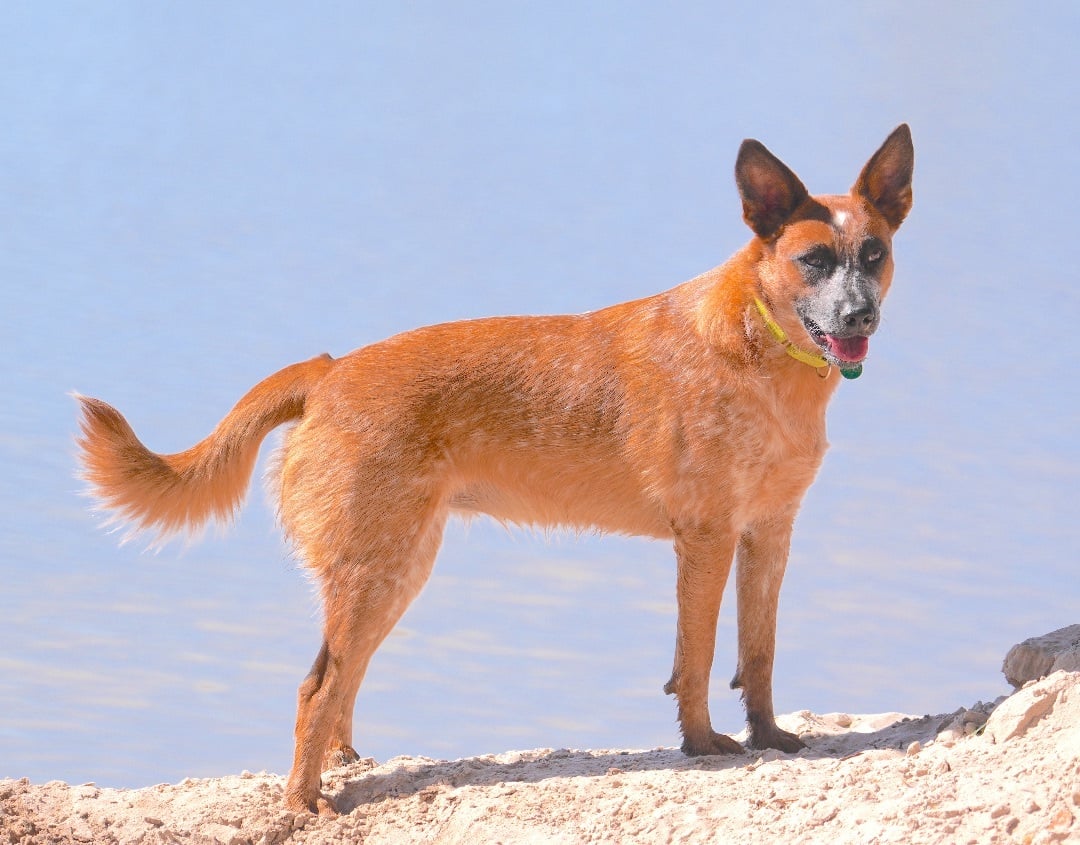 BAMBI (video to view)