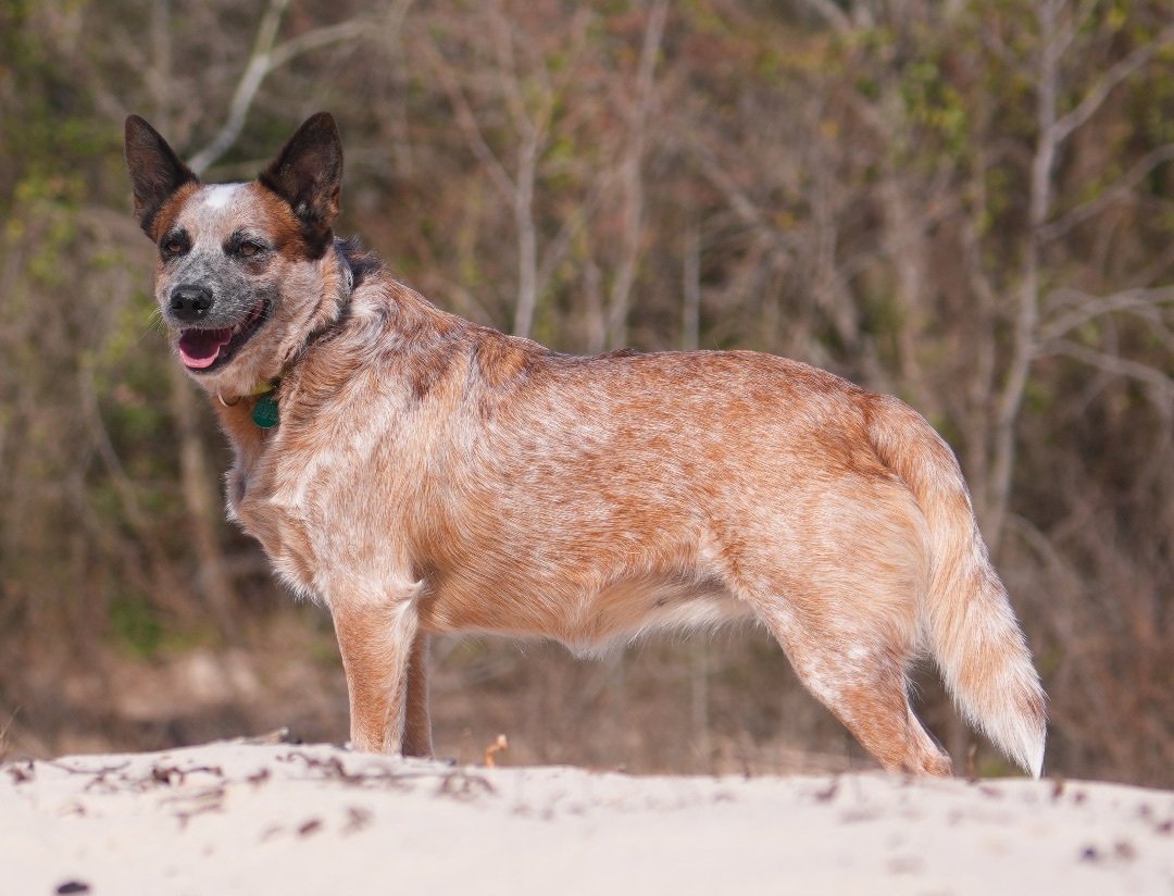 SCARLET (video to view)