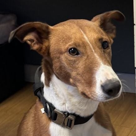 Royal - Fun, Friendly, and Active