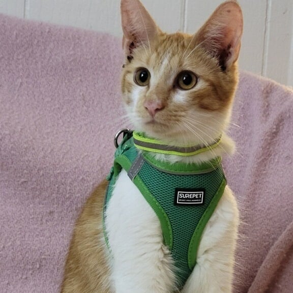 Tangerine & Naranja BONDED