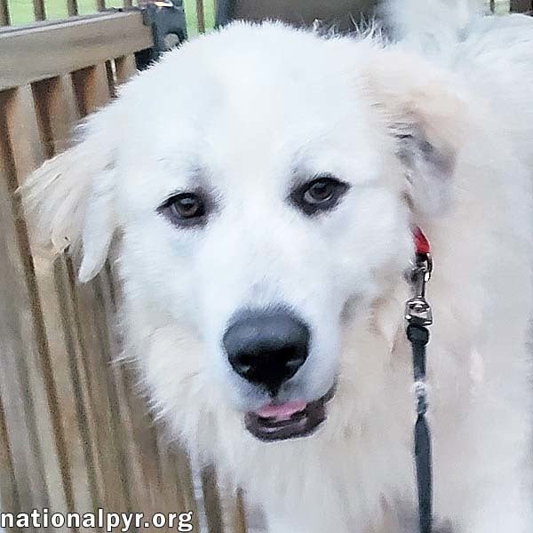 Tucker in LA - Gets Along with Everyone!