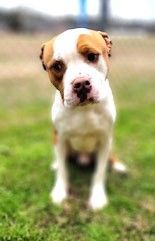 Caden Adorable Hunk of a Boxer Mix Boy!