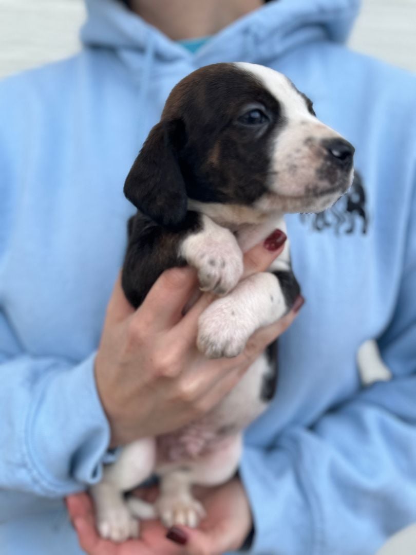 Dwight (Available after 3/1/24)