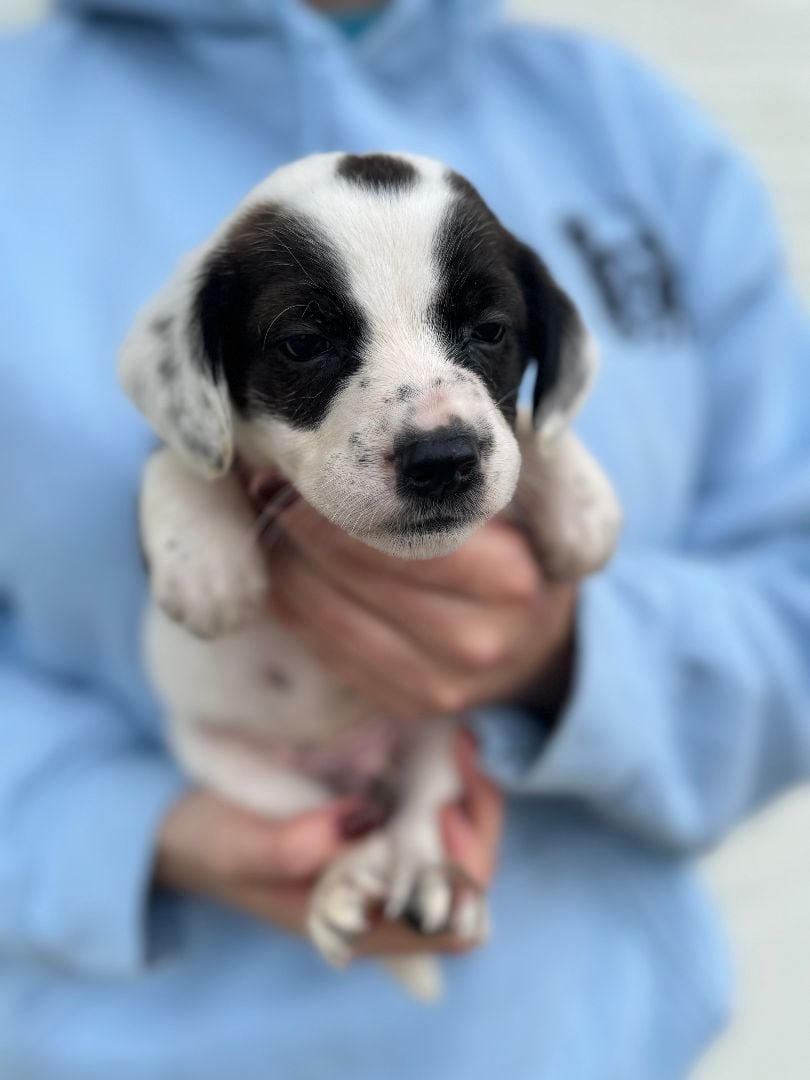  Andy (Available after 3/1/24)