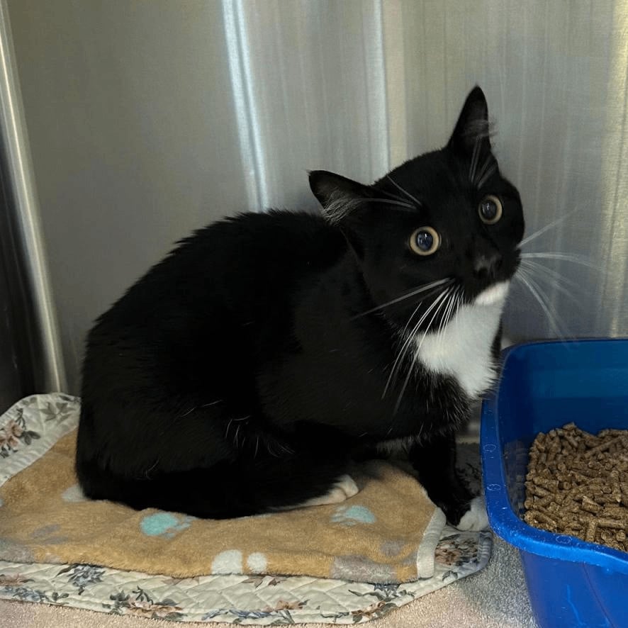 Captain Alfredo**Barn Buddy**