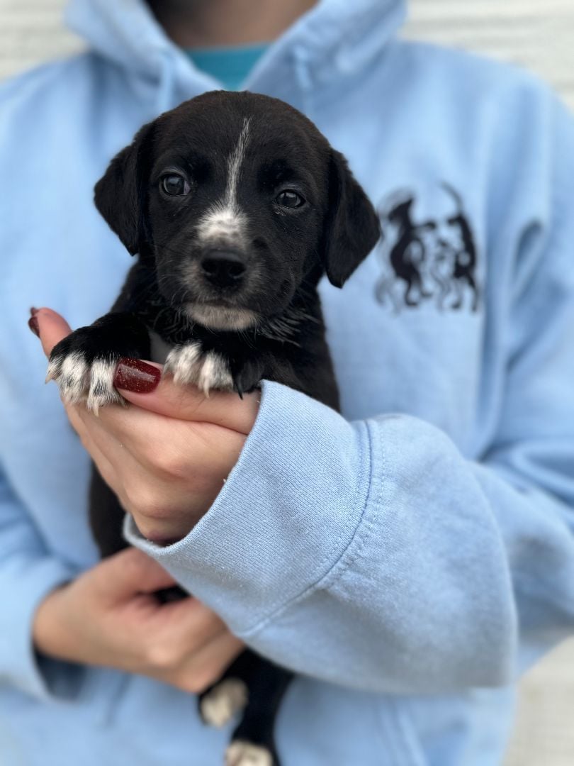 Jim (Available after 3/1/24) - Transport