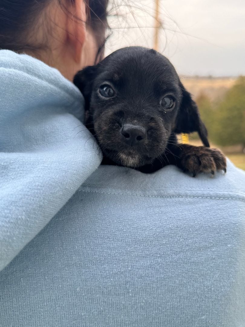 Kelly (Available after 3/1/24) - Transport