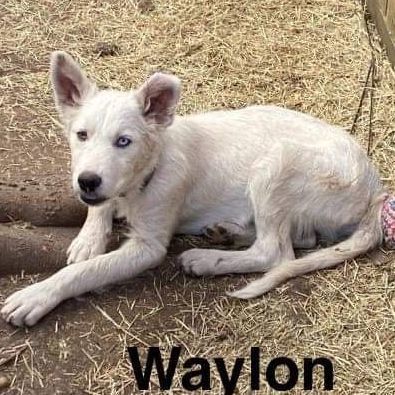 Waylon