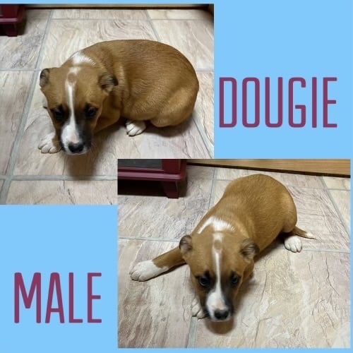 Dougie