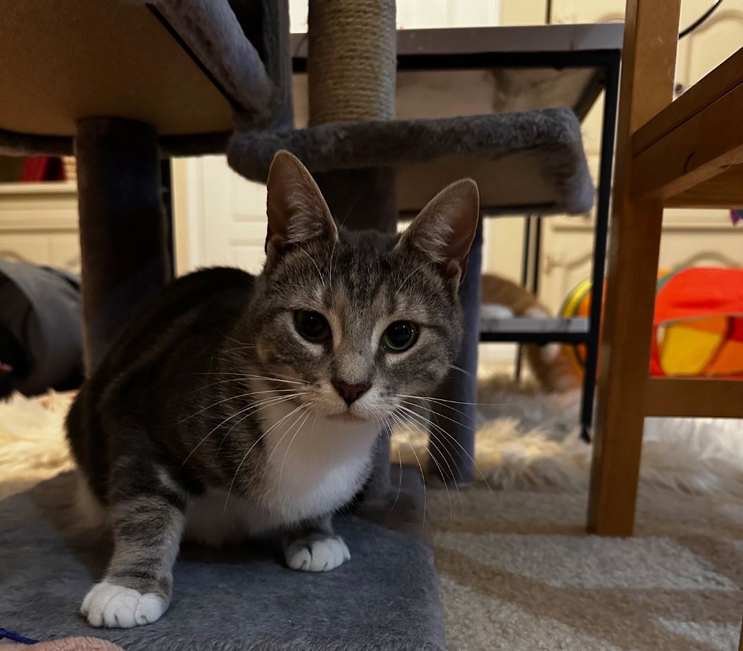 Courtesy Listing-Maple