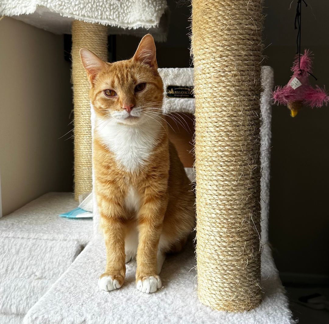 Courtesy Listing- Max