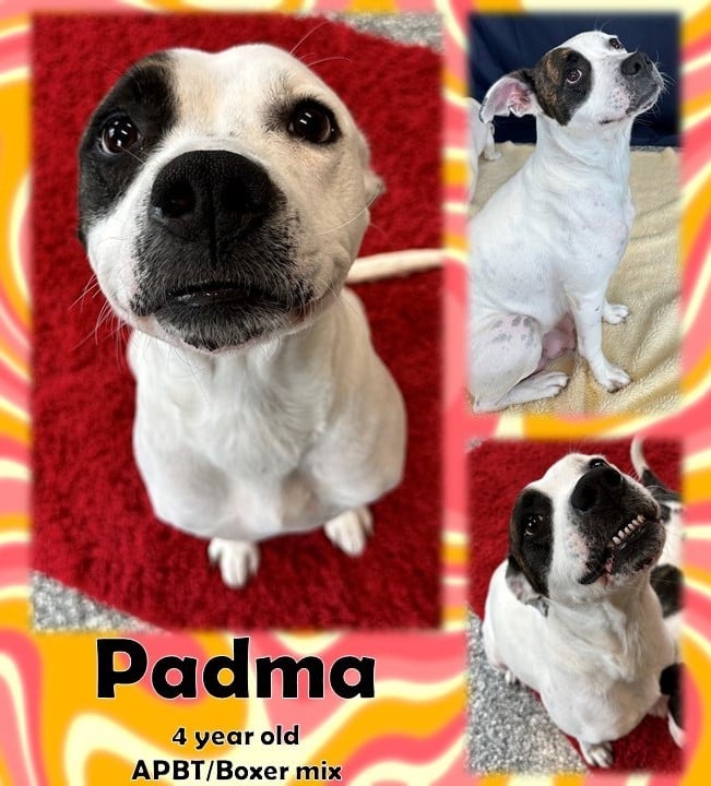 Padma