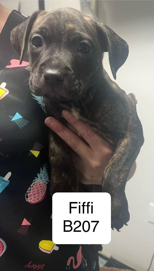 Fiffi