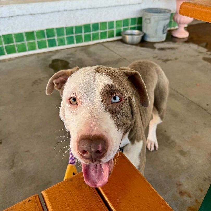 Maggie best friend, camping, hiking, beer .... best buddy! Calm! 