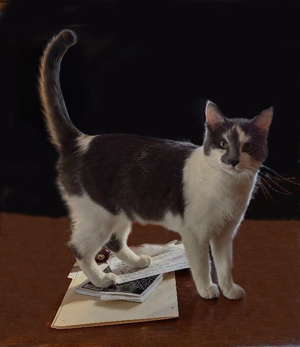 Addison Dowl. (friendly & affectionate; brother of Arlie; roommate of Tabitha)