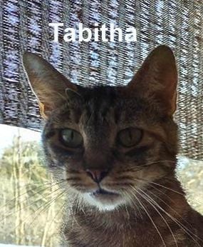 Tabitha Dowl. (quiet & undemanding)