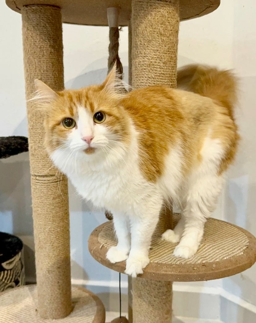 Lilly, the Long-Haired Beauty 