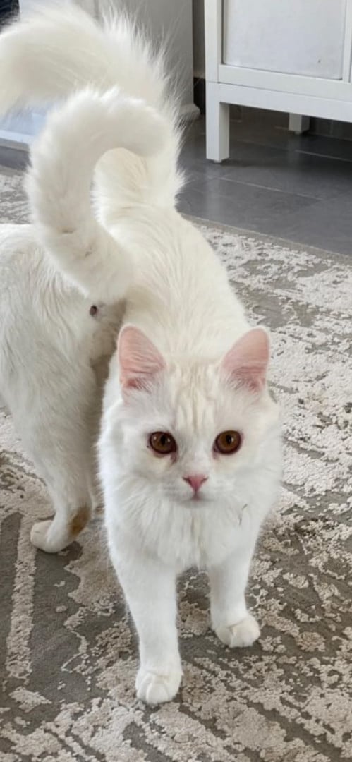 Darwin, the Handsome Turkish Angora Mix