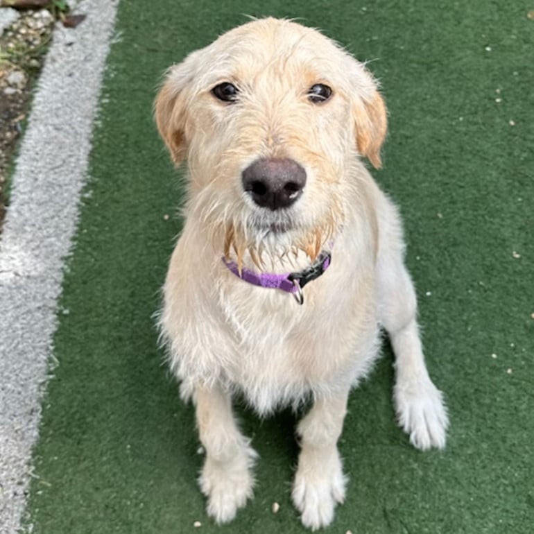 Sadie (benefactor puppy)