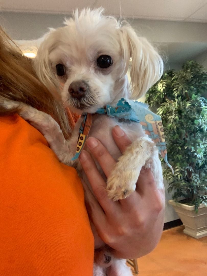 Hopper [Hopscotch] - Pet details coming soon