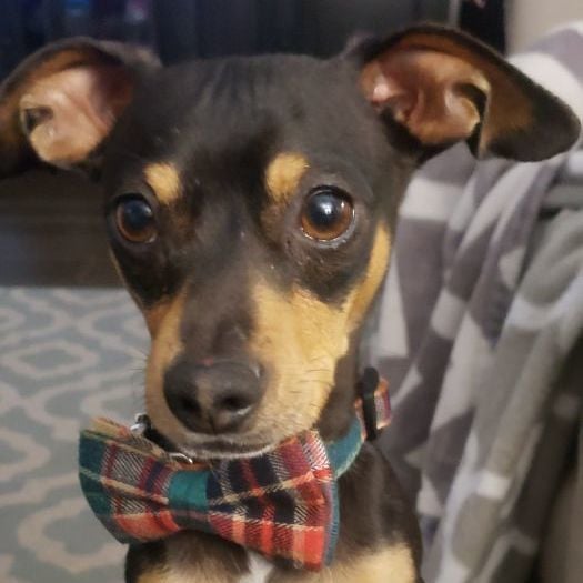 Beans - Pet details coming soon