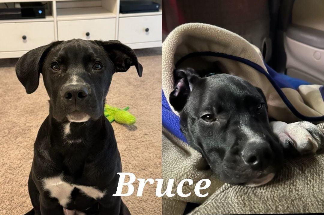 Bruce