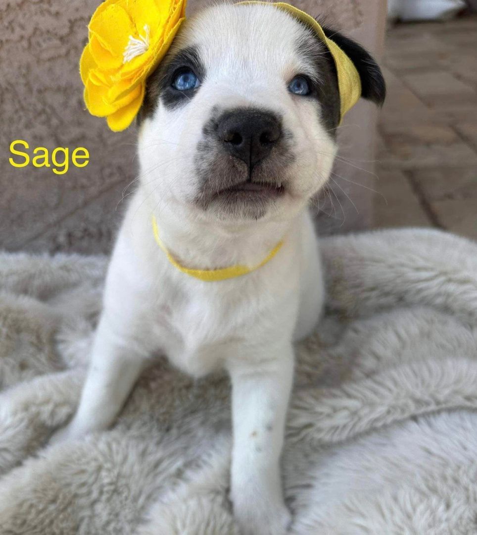 Sage