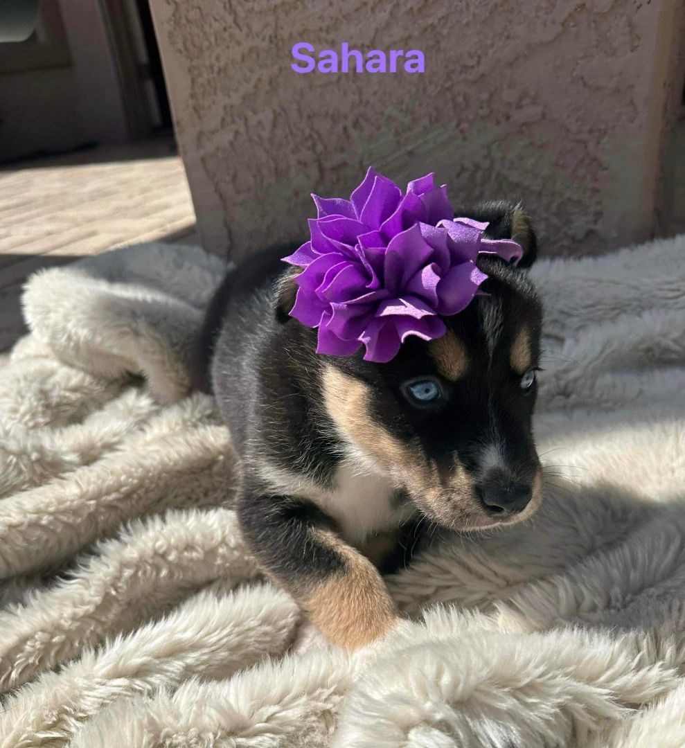 Sahara