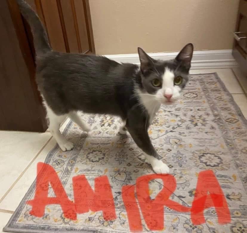 Amira