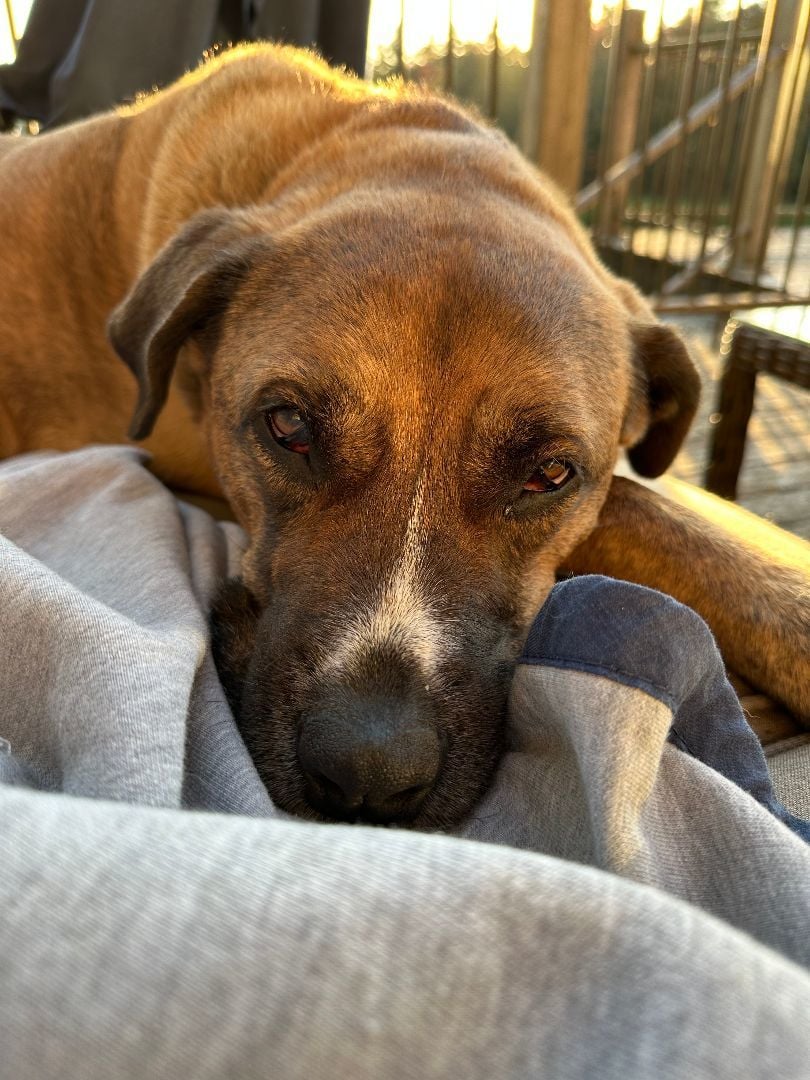 Beezus - COURTESY POST IN VERMONT 