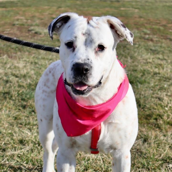 LACEY - Paws Behind Bars Trained