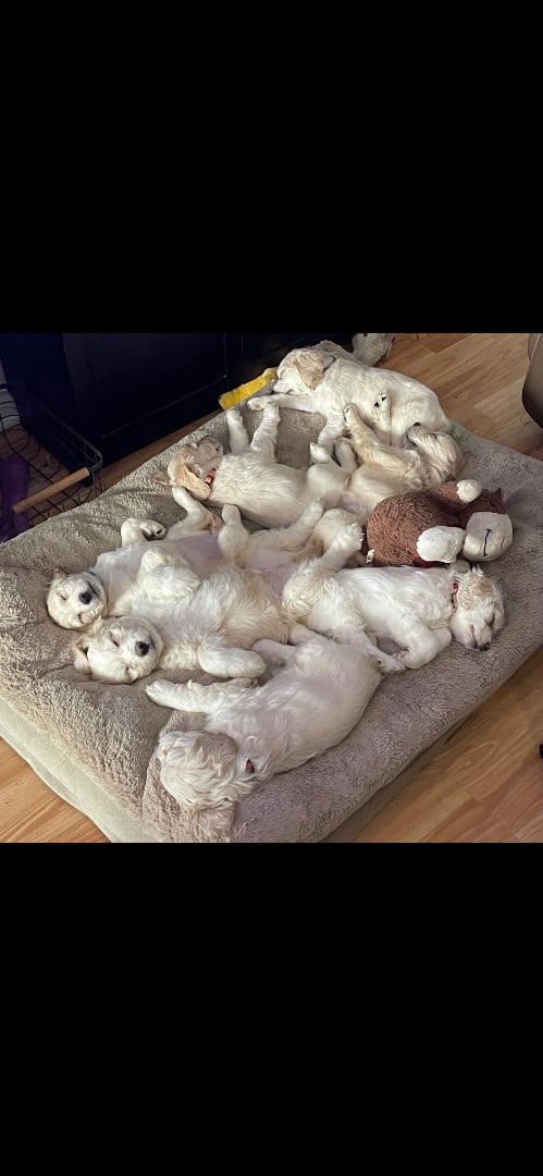Golden Doodle Puppies 