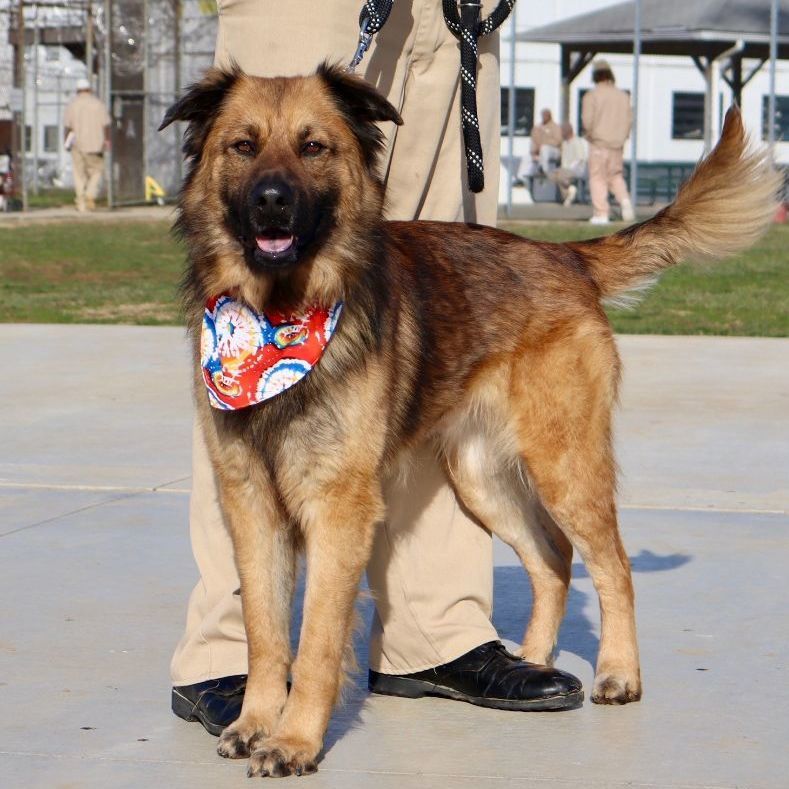 QUINCY - Paws Behind Bars Trained