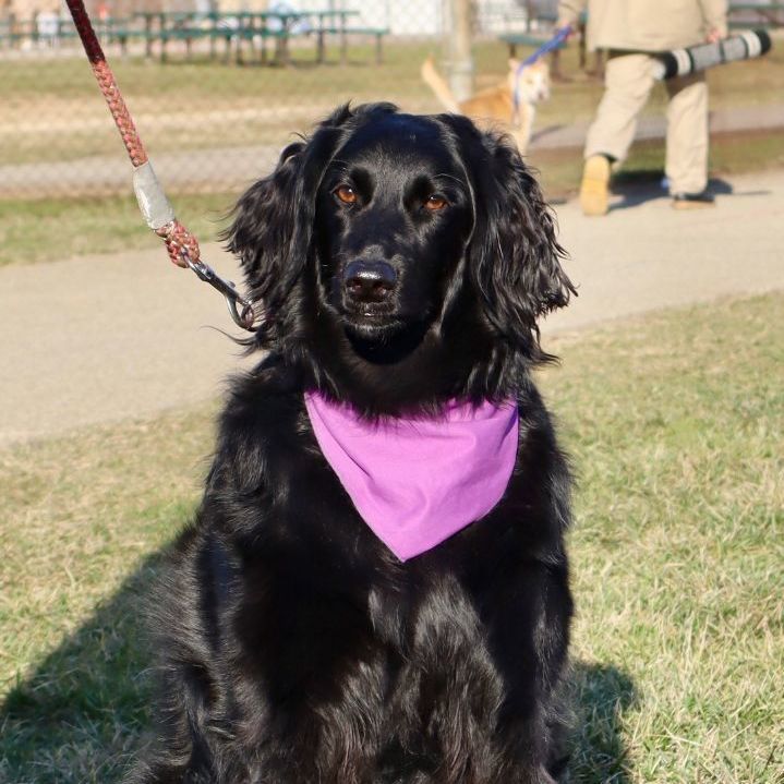 KEELEY - Paws Behind Bars Trained