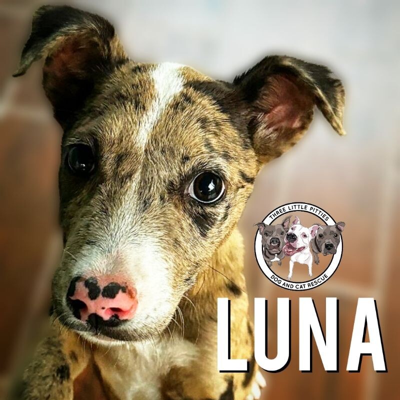 Luna Benito The Pretty Speckled Pitties