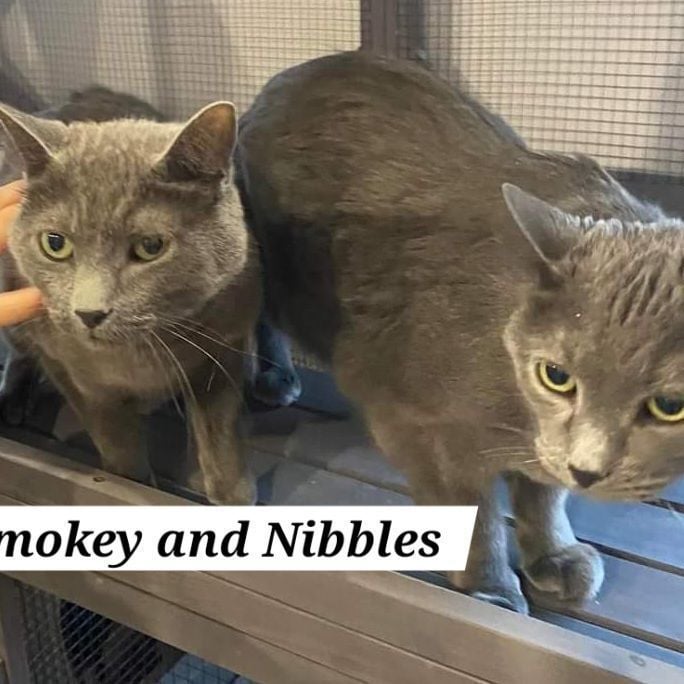 Smoky and Nibbles