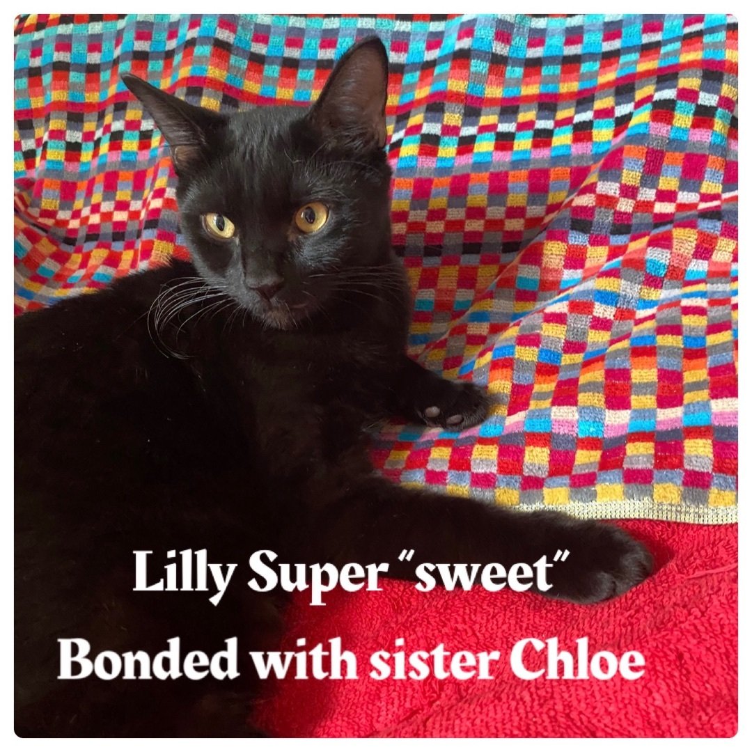 Lilly  Bonded Pair Text 407-221-0240 Sister Chloe